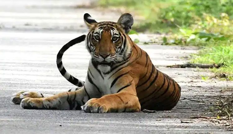 గ్వాటాలా అభయారణ్యంలో 81 ఏండ్ల తర్వాత కనిపించిన పెద్దపులి