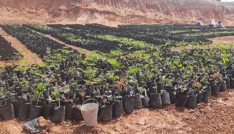 ఊరూరా పచ్చదనమే లక్ష్యం