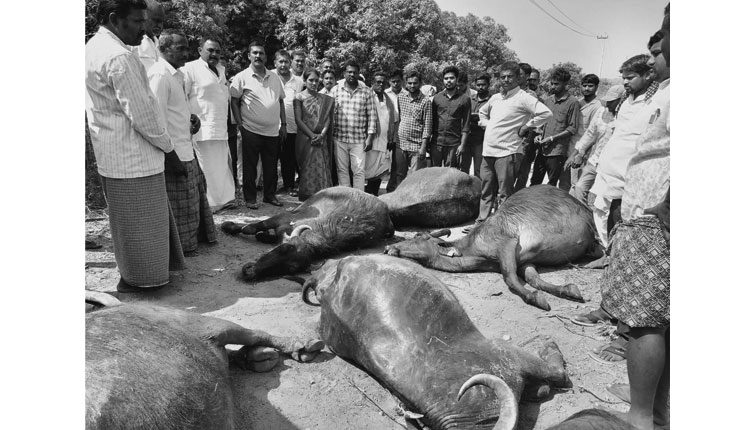 ఎస్సారెస్పీ కెనాల్‌లో పడి 17 బర్రెలు మృతి