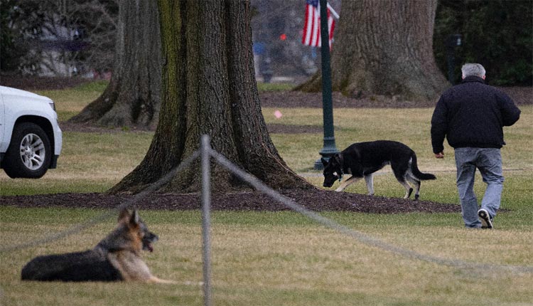 త‌న కుక్క‌ల్ని వైట్‌హౌజ్ నుంచి పంపించేసిన‌ బైడెన్