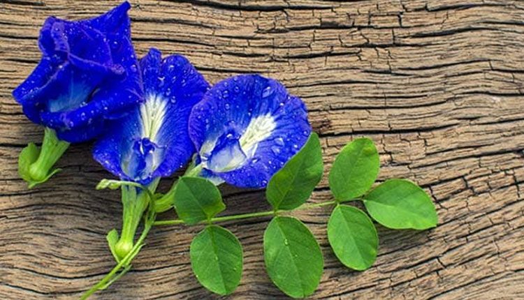 బ్లూ టీ గురించి మీకు తెలుసా..? దాంతో క‌లిగే లాభాలివే..!