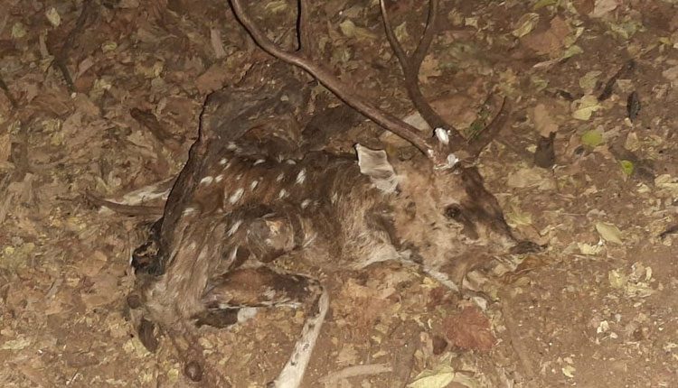 వేటగాళ్ల ఉచ్చుకు దుప్పి బలి