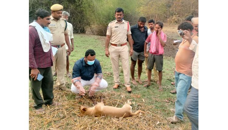 నాటుబాంబు కొరికి పెంపుడు కుక్క మృతి