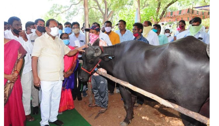 ఎస్సీల ఆర్థికాభివృద్ధి కోసమే బర్రెల పంపిణీ