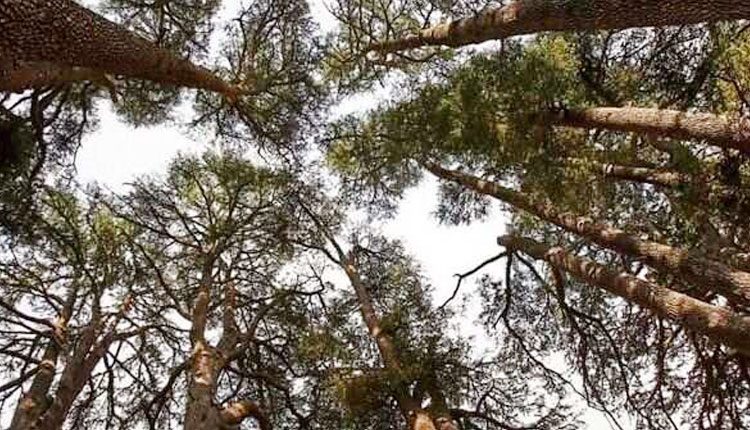 భారతదేశపు మొదటి అటవీ వైద్య కేంద్రం ప్రారంభం