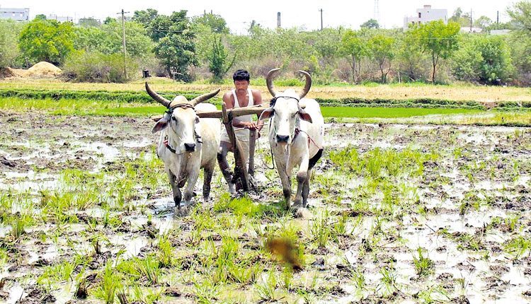రైతు ఆదాయం రెట్టింపు ఎలా?