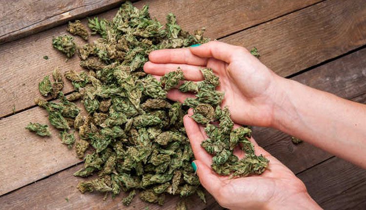 భద్రాచలంలో భారీగా గంజాయి పట్టివేత