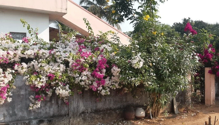 ఆ ఇల్లు.. నందనవనం