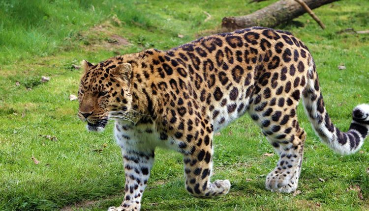 లేగదూడను చంపిన చిరుతపులి