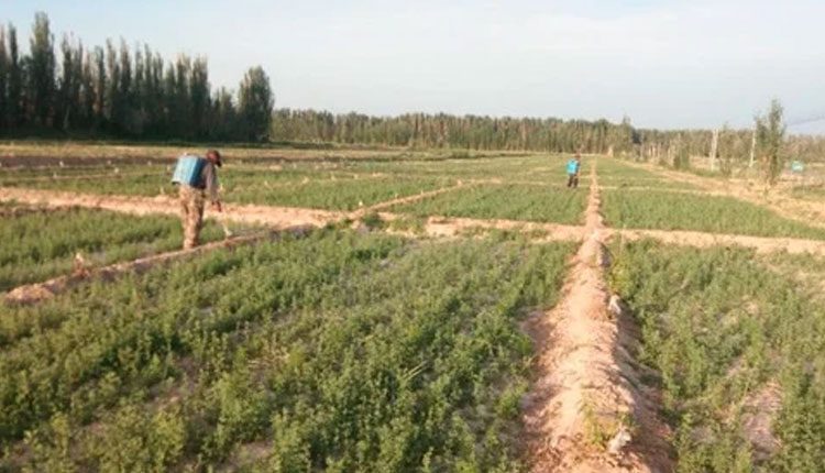 ఎంత భూమి స్వాధీనమైంది?