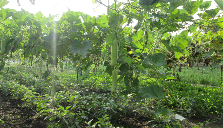 లాభాల ‘పందిరి’