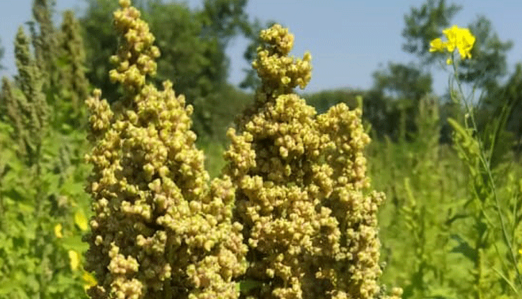 లాబాల కినోవా