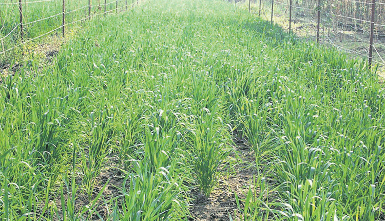 ఆకు పచ్చని ఆదాయం