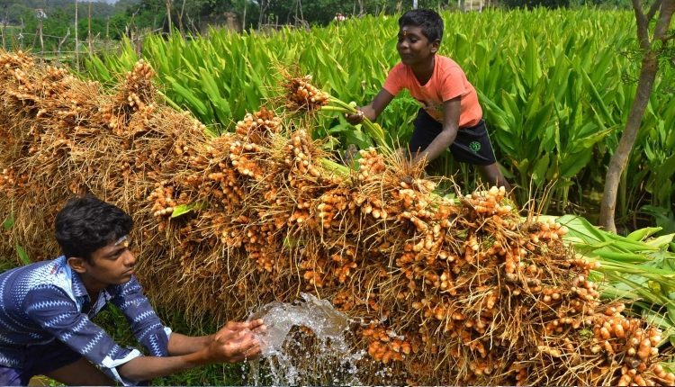 తెలంగాణలో పసుపు బోర్డు పెట్టే ఉద్దేశం లేదు: కేంద్ర ప్రభుత్వం