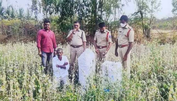 ఓపియం సాగు చేస్తున్న వ్యక్తి అరెస్టు