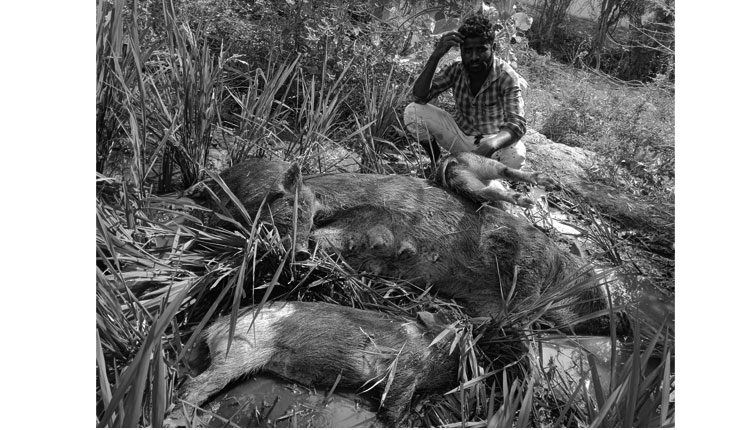 పాత కక్షలతో.. పందులను హతమార్చాడు