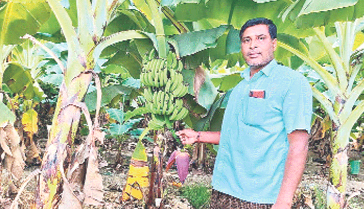 ఆరెకరాలు..  మూడు రకాలు