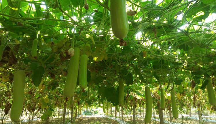 పందిరిసాగు బహుబాగు