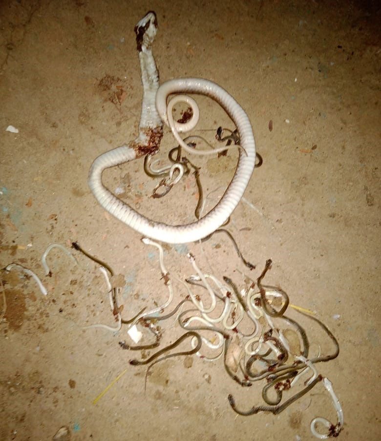 పాముల కలకలం