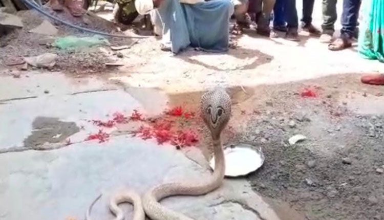 శివ‌రాత్రి ప‌ర్వ‌దినం.. శ్వేత‌ నాగు ద‌ర్శ‌నం