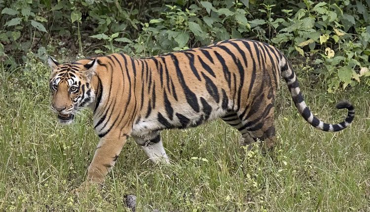 పెద్దపులి దాడిలో ఎద్దు మృతి