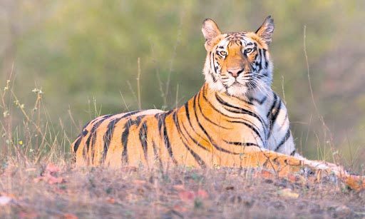ఆహారం కోసం 2 వేల కిలోమీటర్లు