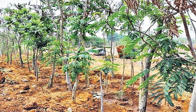 అదిరే’ట్రీ’