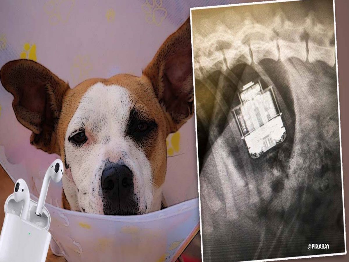 ఎయిర్‌పాడ్స్‌ మింగిన కుక్క.. ఆపరేషన్‌ చేసి తీసిన వైద్యులు