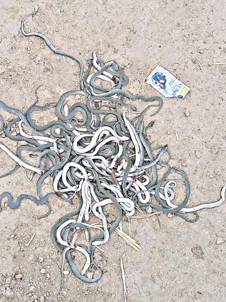 గఫూర్‌నగర్‌లో పాముల కలకలం