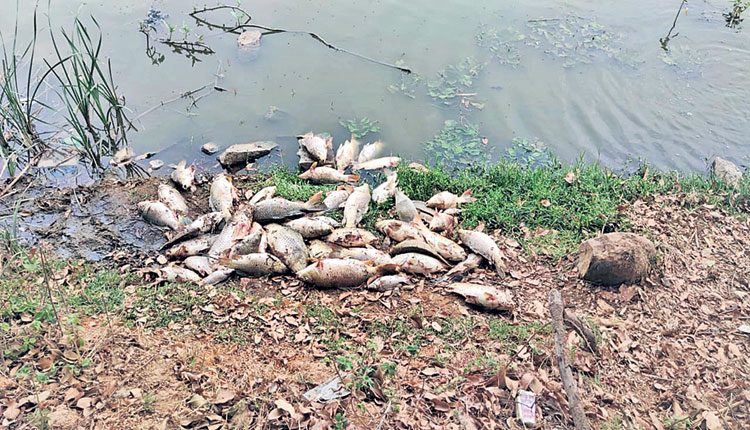 కలుషిత నీరు.. చేపలు మృత్యువాత