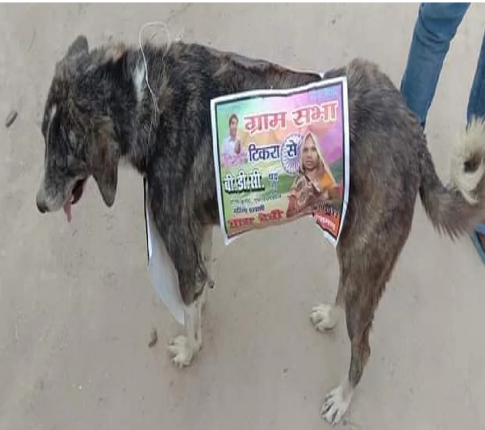 ఎన్నికల ప్రచారంలో ‘కుక్కలు’