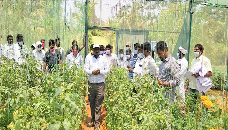 లాభాల పంట ఇలా పండించాలి..