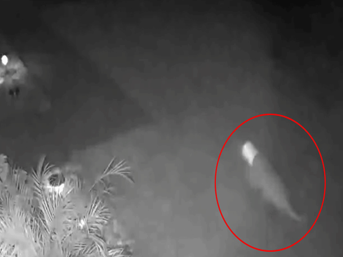 ఫ్లోరిడాలో బేబీ డైనోసార్ .. కెమెరాకు చిక్కిందంటున్న‌ ఓ మ‌హిళ‌.. వీడియో