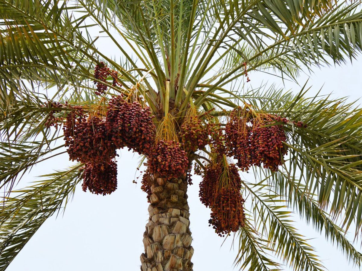 ఖర్జూరం పండు.. పోషకాలు మెండు