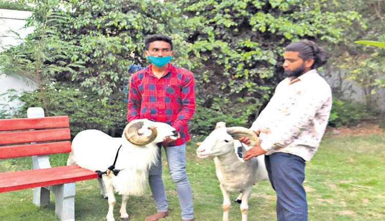 ఫిల్మ్‌నగర్‌లో గొర్రె పొట్టేళ్ల పందెం..11మంది అరెస్ట్‌