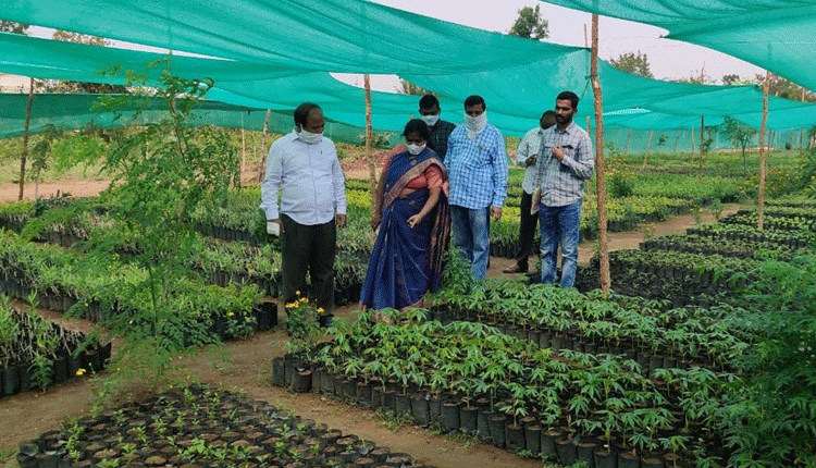 గ్రామ పంచాయతీకో నర్సరీ