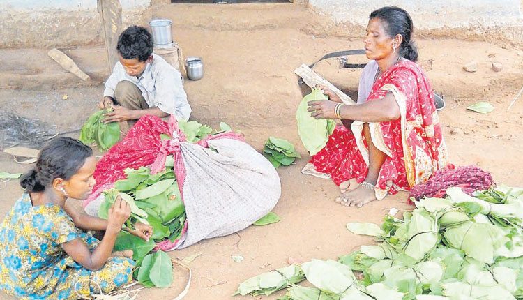 తునికాకు సేకరణకు రెడీ