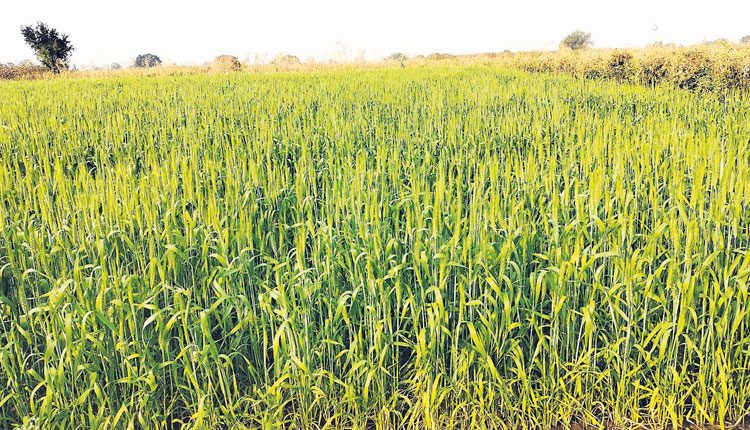 ప్రాకృతిక వ్యవసాయం..