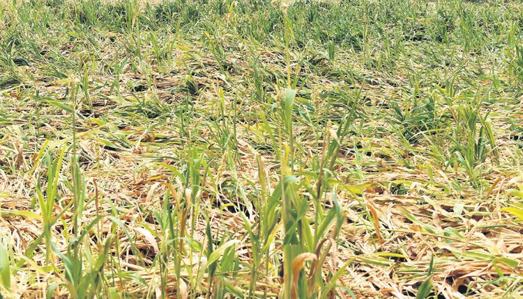 గాలి దుమారం