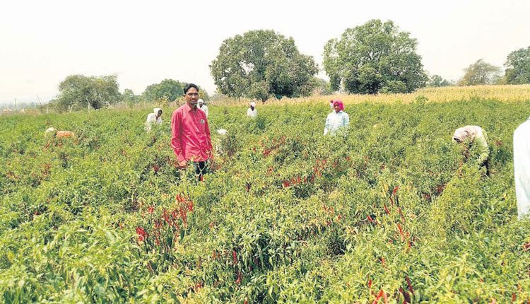 వ్యాపారం వదిలి ..ఎవుసం బాట..