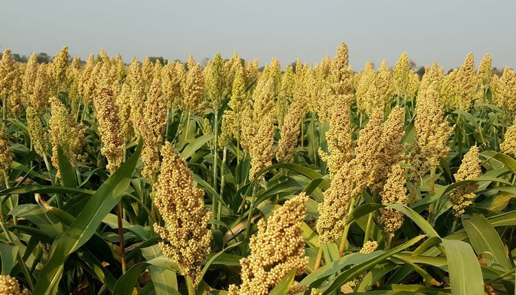 ఆశాజనకంగా జొన్న