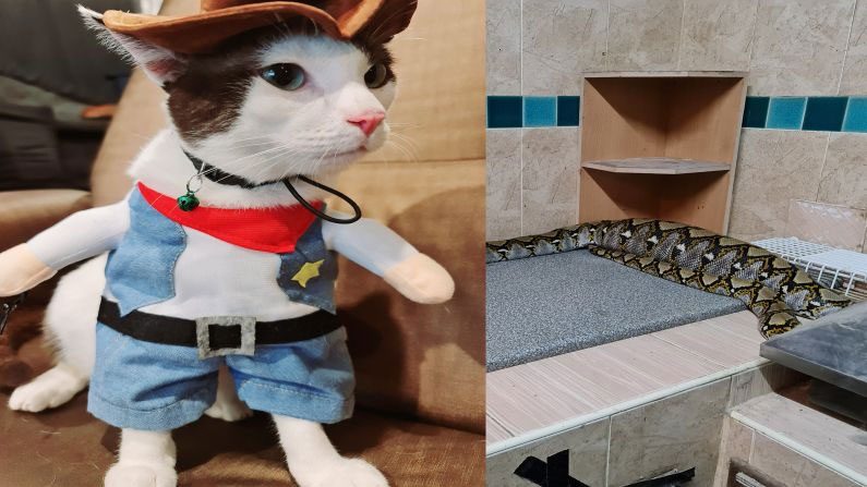 పెంపుడు పిల్లిని మింగేసిన కొండ‌చిలువ‌