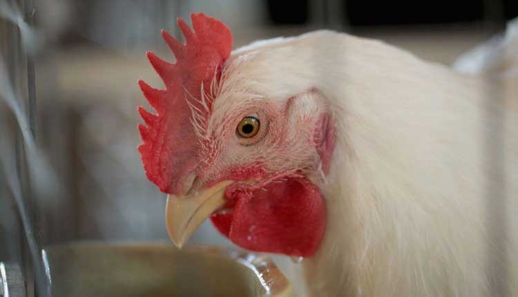 కొండ దిగుతున్న‌ కోడి కూర‌..!