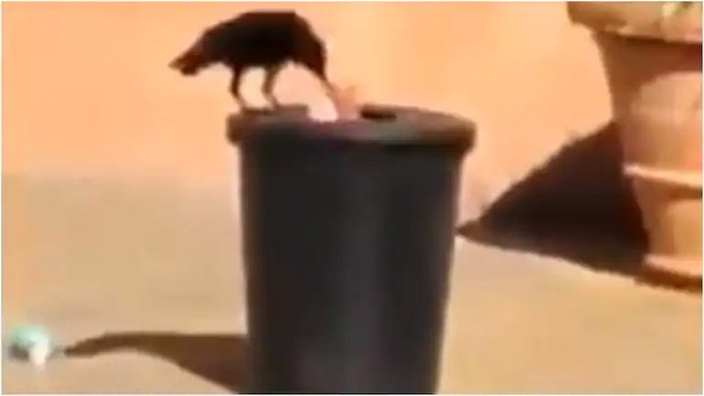 కాకి ని చూసి మ‌న‌షులు సిగ్గు ప‌డాలి.. వీడియో వైర‌ల్