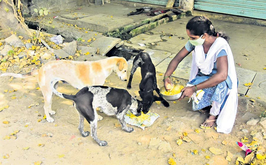 వీధి కుక్కలకు.. పెద్ద దిక్కు!