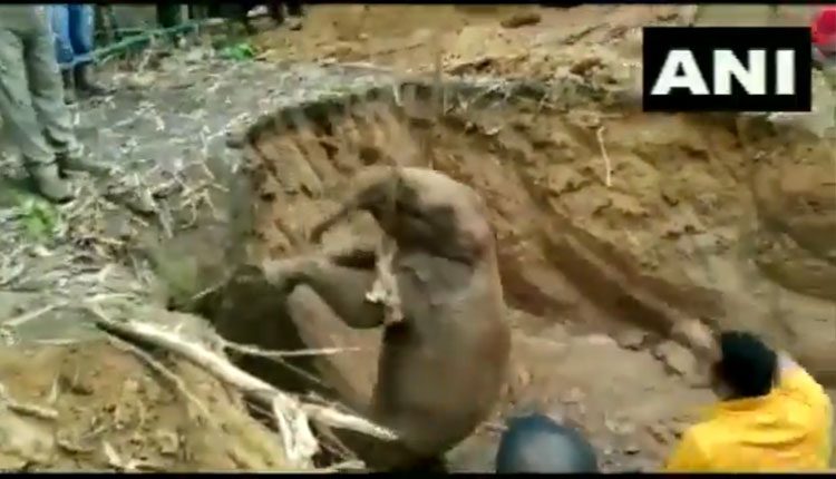 దారిత‌ప్పి బావిలోప‌డ్డ ఏనుగుపిల్ల‌.. ర‌క్షించిన అధికారులు.. వీడియో