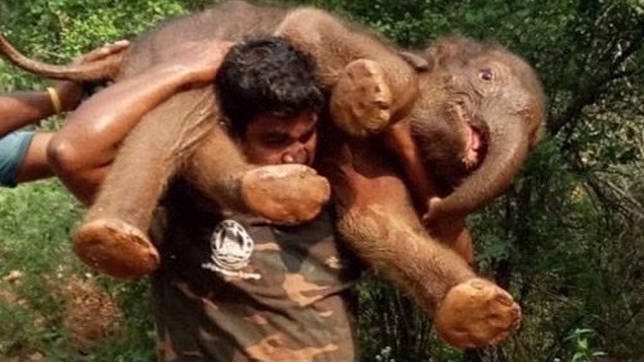 ఏనుగు పిల్ల‌ను భుజాల‌పై మోసుకెళ్లిన ఫారెస్ట్ గార్డ్‌.. వీడియో వైర‌ల్