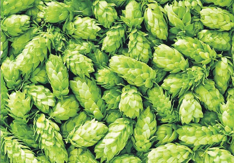 ఈ ఆకుల ధర కిలోకు లక్ష