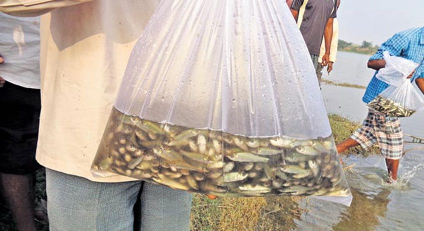 90 కోట్ల చేపపిల్లలు