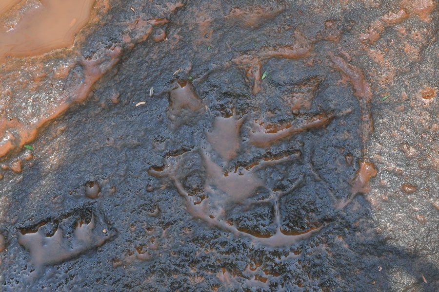 క్లిక్‌.. ప్లాస్టిక్‌!